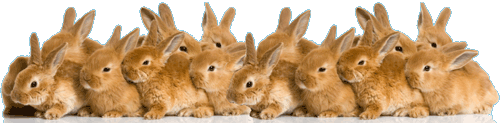 Bunnies